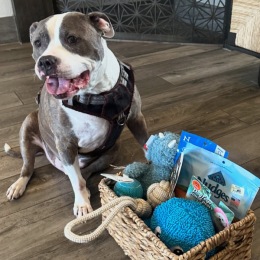 We welcome all your furry friends dog sitting by a basket of toys